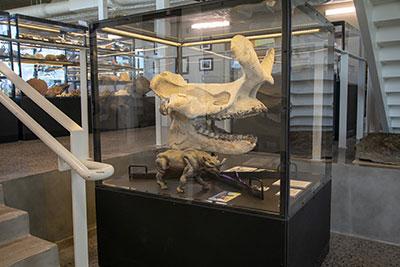 Dinosaur Fossil in Dugan Museum